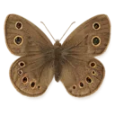 Little Wood Satyr Butterfly