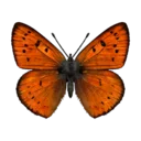 Red Lycaenid Butterfly