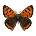 Spotted Lycaenid Butterfly