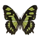 Malachite Butterfly