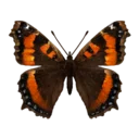 Flame-Bordered Butterfly