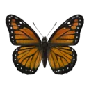 Monarch Butterfly