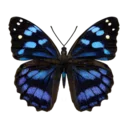 Bluewing Butterfly