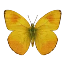 Orange-Barred Sulphur Butterfly