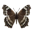 Ornythion Swallowtail Butterfly