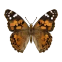Painted Lady Butterfly