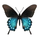 Pipevine Swallowtail Butterfly