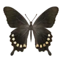 Polydamas Swallowtail Butterfly