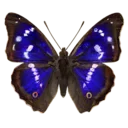 Purple Emperor Butterfly