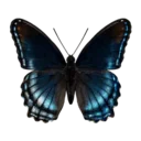 Red-spotted Purple Butterfly