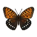 Regal Fritillary Butterfly