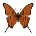 Ruddy Daggerwing Butterfly
