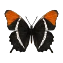 Rusty Tipped Page Butterfly