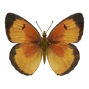 Sleepy Scarlet Butterfly