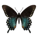 Spicebush Swallowtail Butterfly