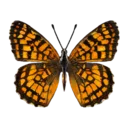 Theona Checkerspot Butterfly