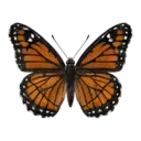 Commander Butterfly