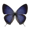 White Streaked butterfly