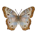White Peacock Butterfly