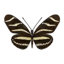 Zebra Longwing Butterfly
