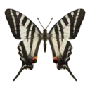 Zebra Swallowtail