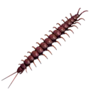Centipede