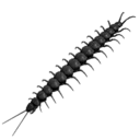 Black Centipede