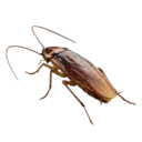 Cockroach