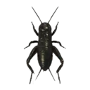 Camel Cricket
