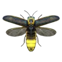 Firefly