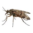 Medium Fly