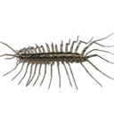 House Centipede