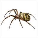 Yellow Garden Spider