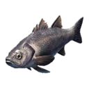 Bass
