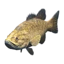 Yellow Bass