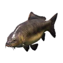 Carp
