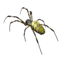 Golden Silk Spider