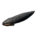 Electric Eel