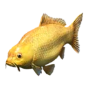 Golden Carp