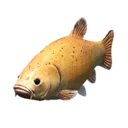 Golden Tench