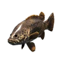 Leopard Perch