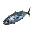 Mackerel