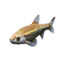 Small Minnow