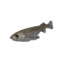 Ricefish