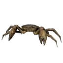 Freshwater Crab