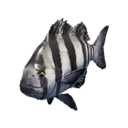 Barred Knifejaw