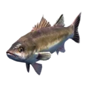 Saw-Edged Perch