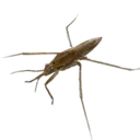 Water Strider