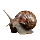Snail