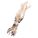 Squid
